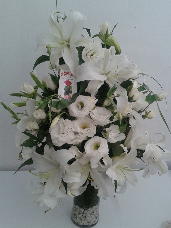 Beyaz Zarif ARANJMAN