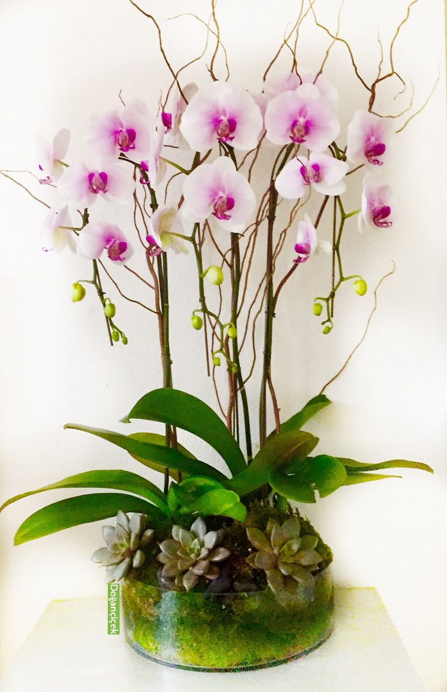 Vip Orkide Sukulent